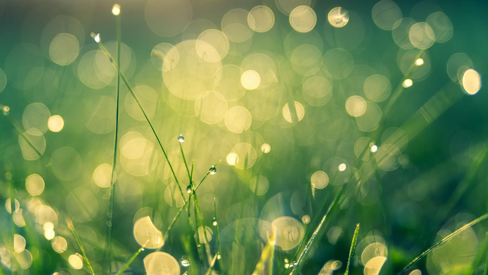 Halos de lumière verts en flou d'arrière-plan
