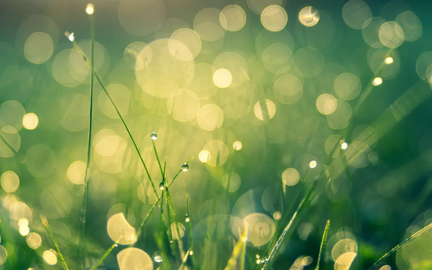Halos de lumière verts en flou d'arrière-plan